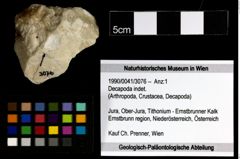 Foto (Objekt + Etiketten) von Decapoda indet. 